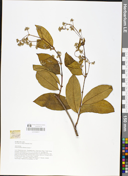 LE 01048517