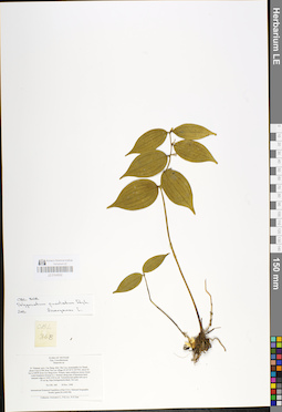 LE 01048932