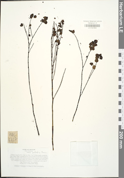 LE 01041604