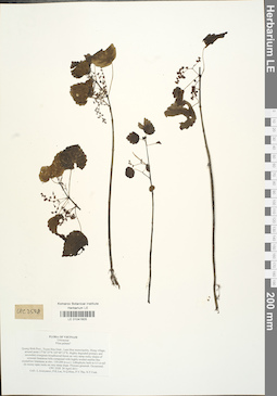LE 01041605