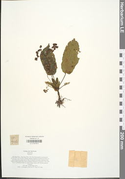 LE 01041614