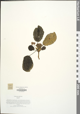 LE 01041615