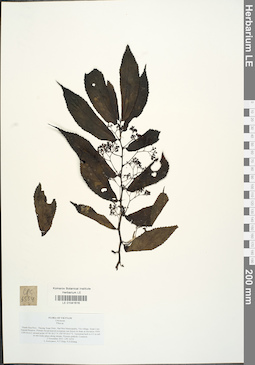 LE 01041616