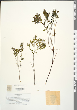 LE 01041617