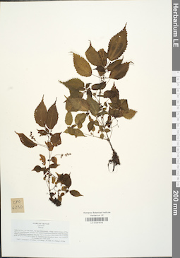 LE 01041618