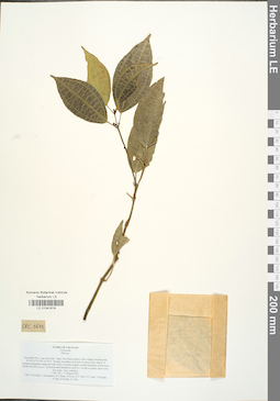 LE 01041619