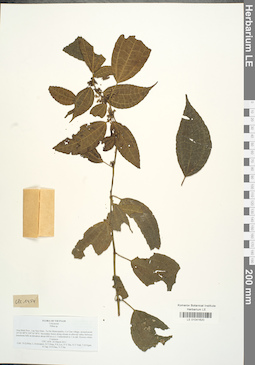 LE 01041620