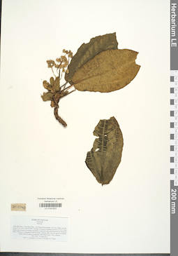 LE 01041622