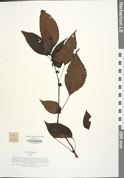 LE 01041624
