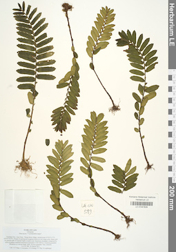 LE 01041628
