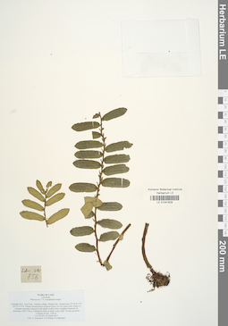 LE 01041629