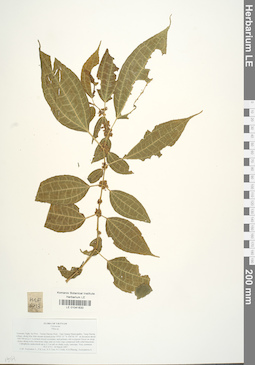 LE 01041630
