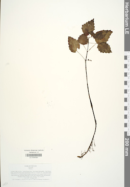 LE 01041631
