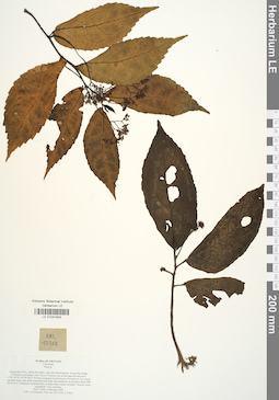 LE 01041633