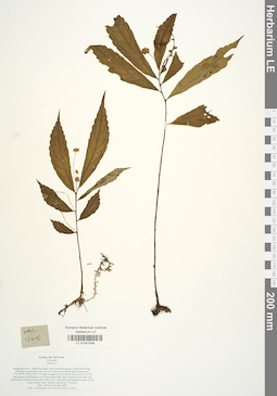 LE 01041634