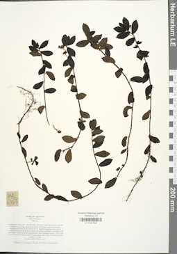 LE 01041649