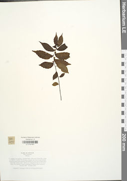 LE 01041651