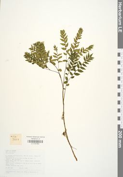 LE 01041661