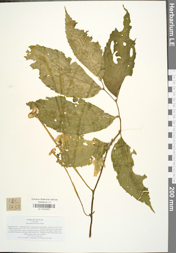 LE 01041670
