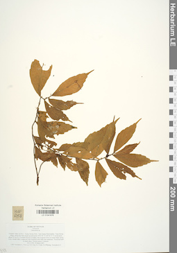 LE 01041676