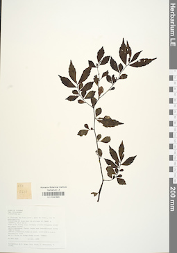 LE 01041683