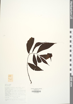 LE 01041684