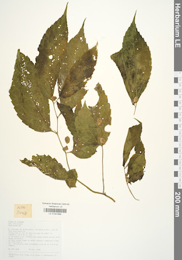 LE 01041689