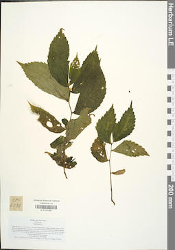 LE 01041691