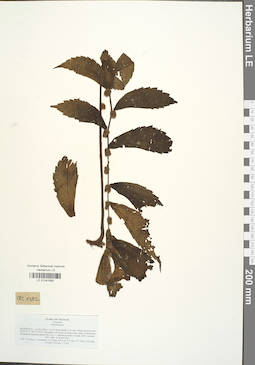 LE 01041693