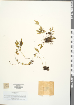 LE 01041698
