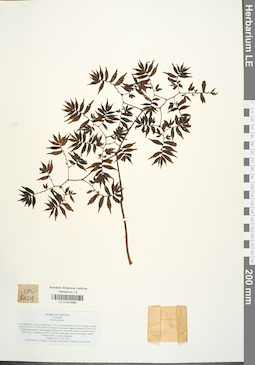 LE 01041699
