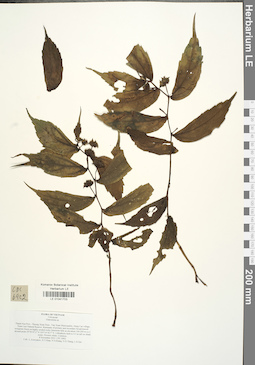 LE 01041703