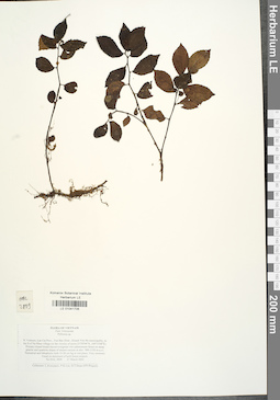 LE 01041706