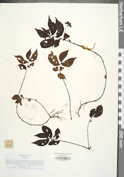 LE 01041708