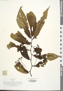LE 01041709