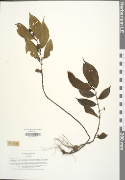 LE 01041710