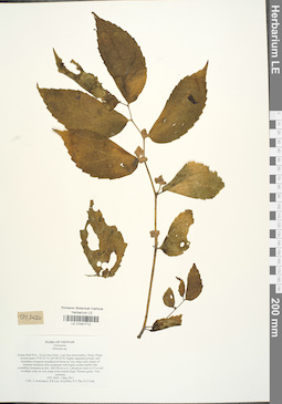 LE 01041712