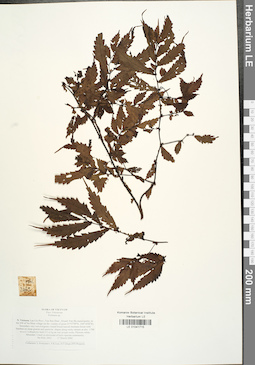 LE 01041715