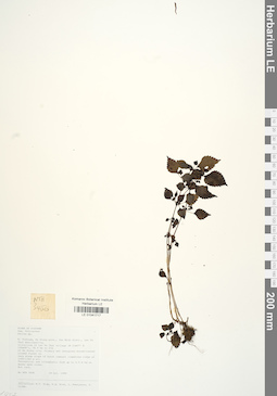 LE 01041717