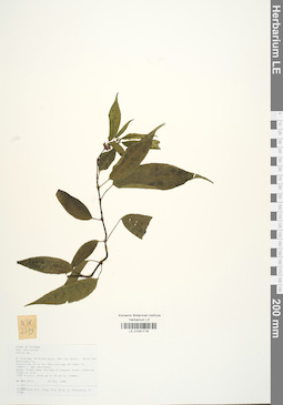 LE 01041718