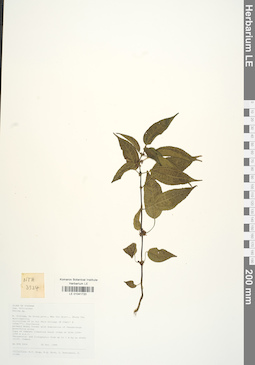 LE 01041720