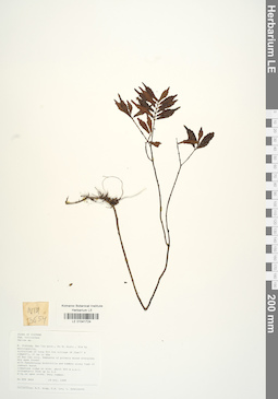 LE 01041724