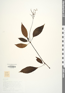 LE 01041726