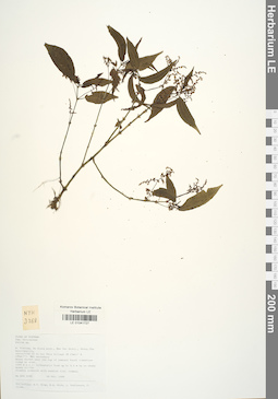 LE 01041727