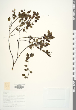 LE 01041728