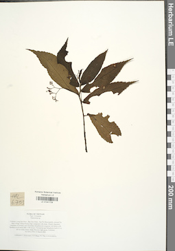 LE 01041729