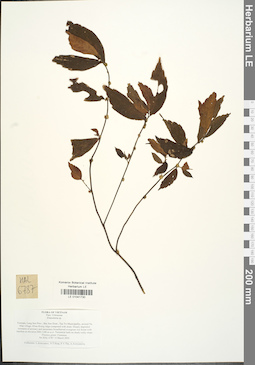 LE 01041730
