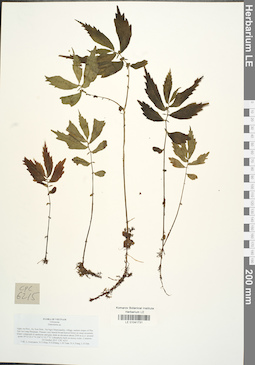 LE 01041731