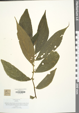 LE 01041732
