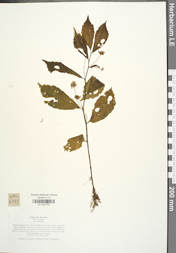 LE 01041733